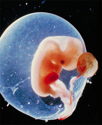 dezvoltarea-bebelusului-in-sarcina-6-saptamani
