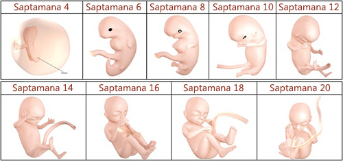 dezvoltarea-fatului-la-20-saptmani-sarcina