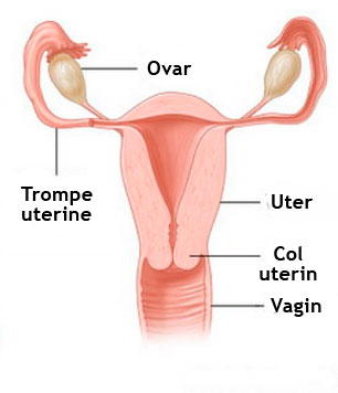 infundarea trompelor uterine