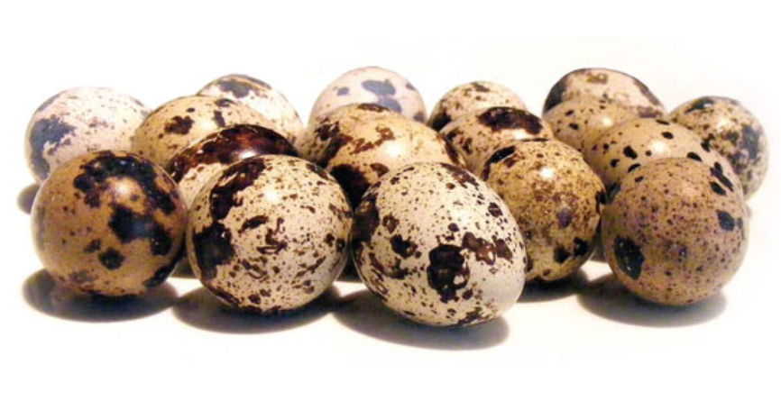 Ouă de prepeliță îmbunătățirea vederii - Ouă de prepeliță pentru a îmbunătăți vederea