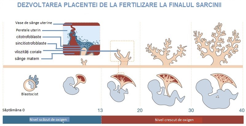 dezvoltarea placentei