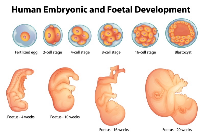 dezvoltare fetala sarcina embrion