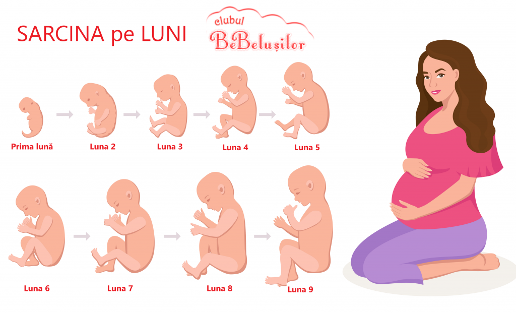Burta La 9 Saptamani De Sarcina Sarcina pe Luni | Ghid pentru gravide - Clubul Bebelusilor