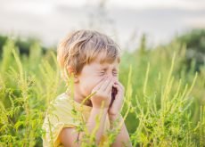 alergia la ambrozia